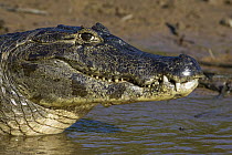 Spectacled Caiman (Caiman crocodilus), Pantanal, Brazil