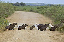 Capybara (Hydrochoerus hydrochaeris) group on Transpantaneira Highway, Pantanal, Brazil
