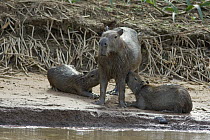 Capybara (Hydrochoerus hydrochaeris) mother suckling young on riverbank, Cuiaba River, Pantanal, Brazil