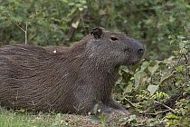 Capybara (Hydrochoerus hydrochaeris), Pantanal, Brazil