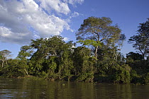 Rainforest and Cuiaba River, Pantanal, Brazil