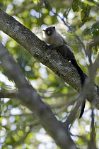 Silvery Marmoset (Callithrix argentata), Pantanal, Brazil