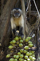 Brown Capuchin (Cebus apella) eating fruit, Pantanal, Brazil