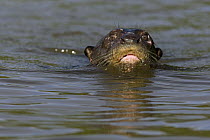 Giant River Otter (Pteronura brasiliensis) swimming, Pantanal, Brazil