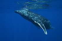 Humpback Whale (Megaptera novaeangliae) at the water's surface, Maui, Hawaii - notice must accompany publication; photo obtained under NMFS permit 0753-1599