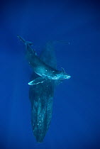 Humpback Whale (Megaptera novaeangliae) and calf, Maui, Hawaii - notice must accompany publication; photo obtained under NMFS permit 0753-1599
