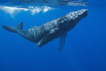 Humpback Whale (Megaptera novaeangliae), Maui, Hawaii - notice must accompany publication; photo obtained under NMFS permit 0753-1599
