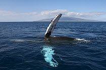 Humpback Whale (Megaptera novaeangliae) waving pectoral fin, Maui, Hawaii - notice must accompany publication; photo obtained under NMFS permit 0753-1599