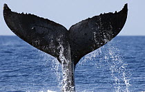 Humpback Whale (Megaptera novaeangliae) tail, Maui, Hawaii - notice must accompany publication; photo obtained under NMFS permit 0753-1599