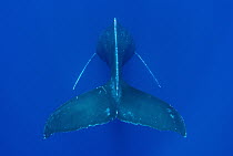 Humpback Whale (Megaptera novaeangliae) singing, Maui, Hawaii - notice must accompany publication; photo obtained under NMFS permit 0753-1599