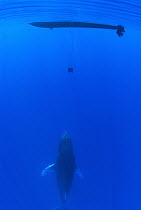 Humpback Whale (Megaptera novaeangliae) below hydrophone dangling from research boat, Maui, Hawaii - notice must accompany publication; photo obtained under NMFS permit 0753-1599
