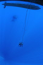 Humpback Whale (Megaptera novaeangliae) near hydrophone dangling from research boat, Maui, Hawaii - notice must accompany publication; photo obtained under NMFS permit 0753-1599