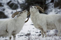 Dall Sheep (Ovis dalli) rams flehming, Yukon Territory, Canada