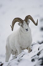 Dall Sheep (Ovis dalli) ram, Yukon Territory, Canada