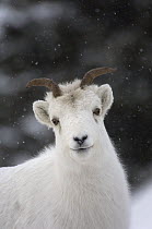 Dall Sheep (Ovis dalli) female, Yukon Territory, Canada