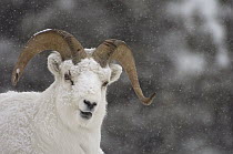 Dall Sheep (Ovis dalli) ram in snowstorm, Yukon Territory, Canada