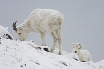 Dall Sheep (Ovis dalli) mother and kid in snowy landscape, Yukon Territory, Canada