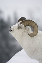 Dall Sheep (Ovis dalli) ram flehming, Yukon Territory, Canada