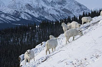 Dall Sheep (Ovis dalli) females grazing on grasses beneath snow, Yukon Territory, Canada