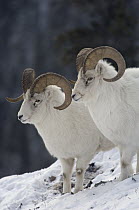 Dall Sheep (Ovis dalli) rams, Yukon Territory, Canada