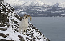 Dall Sheep (Ovis dalli) ram, Yukon Territory, Canada