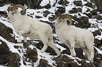 Dall Sheep (Ovis dalli) rams in rocky habitat, Yukon Territory, Canada