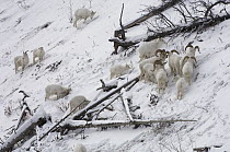 Dall Sheep (Ovis dalli) rams and females feeding on grasses buried beneath snow, Yukon Territory, Canada