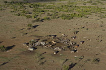 Pastoral squatters on conservancy land, northern Kenya
