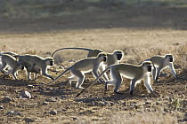 Vervet Monkey (Chlorocebus pygerythrus) troop, Lewa Wildlife Conservation Area, northern Kenya