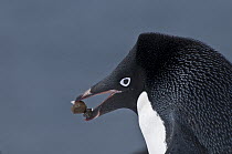 Adelie Penguin (Pygoscelis adeliae) carrying rock for nest, Antarctica