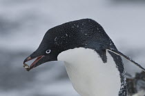 Adelie Penguin (Pygoscelis adeliae) carrying rock for nest, Antarctica