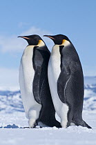 Emperor Penguin (Aptenodytes forsteri) pair, Antarctica