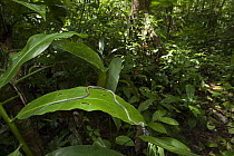 Paradise Tree Snake (Chrysopelea paradisi) on leaf, Borneo, Malaysia