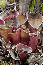Pitcher Plant (Heliamphora pulchella), Venezuela