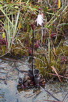 Pitcher Plant (Heliamphora pulchella) flowering, Venezuela