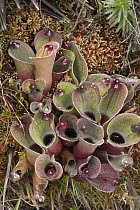 Pitcher Plant (Heliamphora pulchella), Venezuela