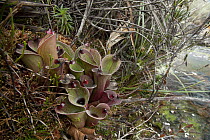 Pitcher Plant (Heliamphora pulchella) in wetland, Venezuela