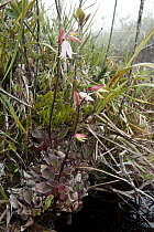 Pitcher Plant (Heliamphora pulchella) flowering, Venezuela