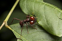 Leafcutter Ant (Atta laevigata) cutting leaf, Kavac, Venezuela