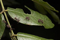 Leafcutter Ant (Atta laevigata) group cutting lead, Kavac, Venezuela