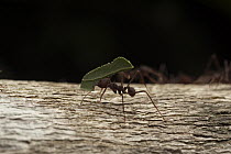 Leafcutter Ant (Atta laevigata) carrying leaf, Kavac, Venezuela