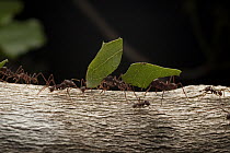 Leafcutter Ant (Atta laevigata) group carrying leaves, Kavac, Venezuela