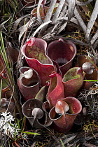 Pitcher Plant (Heliamphora minor), Venezuela