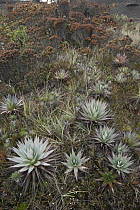 Monocot (Orectanthe secptrum) on hillside, Venezuela