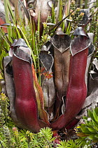 Pitcher Plant (Heliamphora heterodoxa), Venezuela