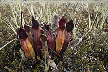 Pitcher Plant (Heliamphora sarracenioides), Venezuela
