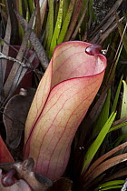 Pitcher Plant (Heliamphora folliculata), Venezuela
