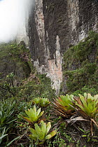View of sheer rock cliff of Mount Roraima, Venezuela
