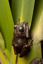 Tree Frog (Hylidae), Mount Roraima, Venezuela