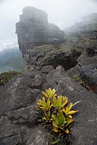 Bromeliad (Brocchinia tatei), Mount Roraima, Venezuela